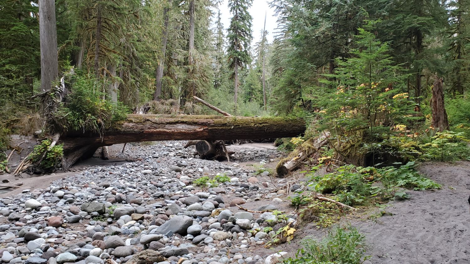 Mount Rainier NP 